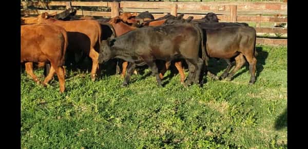 Lote 30 Terneros/as en Villaguay, Entre Ríos