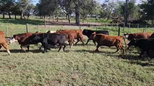 Lote 70 Terneros