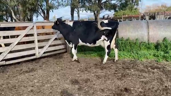 Lote Vacas de Invernada Holando a remate en Pantalla Camy  580kg -  en Zunin