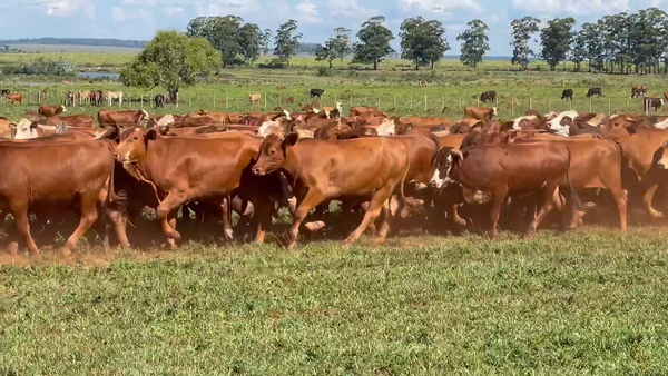 Lote 80 Novillos en Ituzaingó, Corrientes