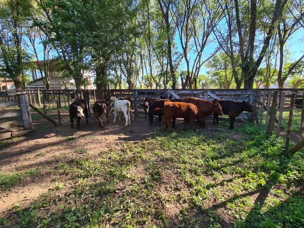Lote 11 Terneros en Gral. Lamadrid, Buenos Aires