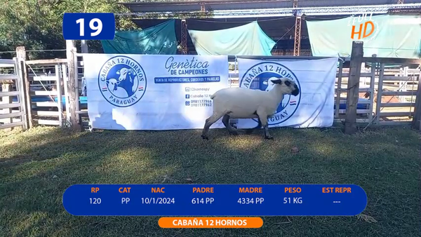 Lote LOTE 19