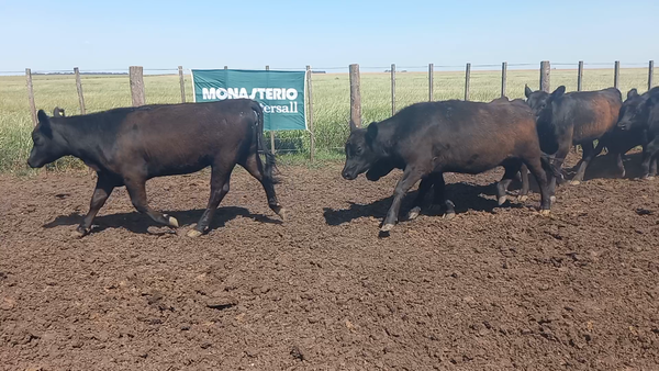 Lote 25 Vaquillonas de HERNAN CERIANI CERNADAS