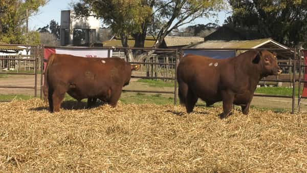 Lote TOROS ANGUS PP