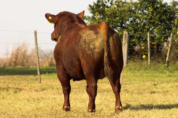 Lote CABAÑA COEMBOTÁ: RP 242