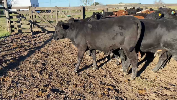Lote 25 Vacas de invernar en Durazno, Entre Ríos