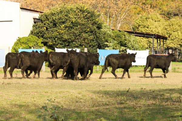 Lote CABAÑA COEMBOTÁ: 9 VAQUILLAS GENERALES PREÑADAS