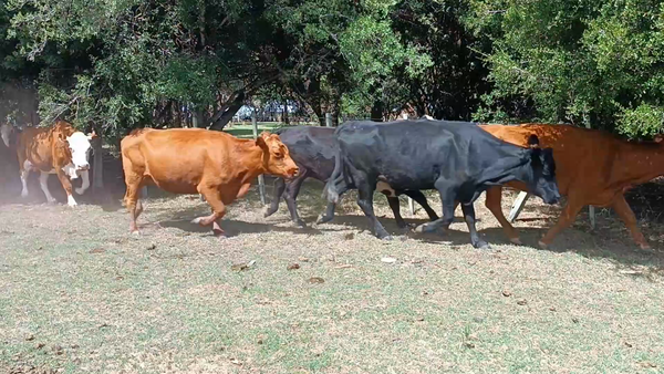 Lote 40 Vacas de Invernada en Villa del Carmen, Durazno