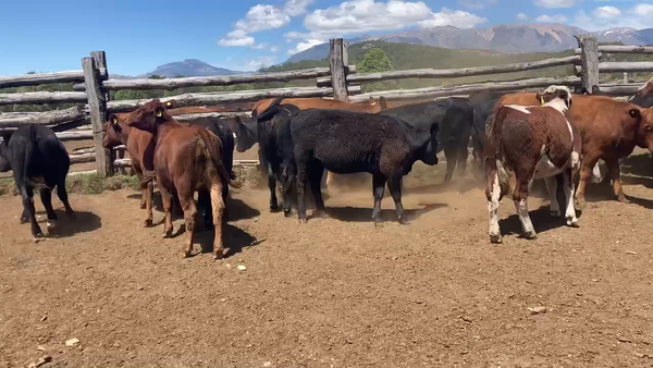 Lote 23 Ternera en Lago Verde, XI Región Aysén