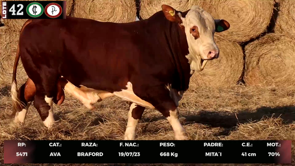 Lote LOTE 42