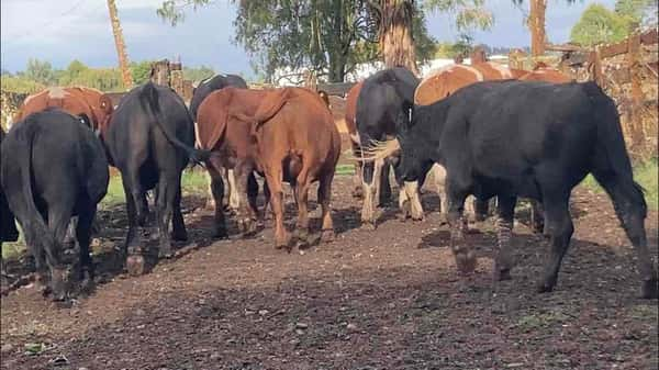 Lote 13 Novillo Engorda en Puerto Octay, X Región Los Lagos