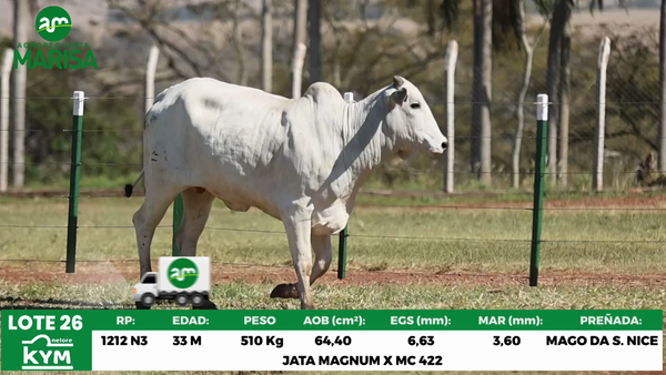 Lote Lote 26
