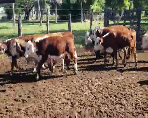 Lote 125 Terneros en San Roque, Corrientes
