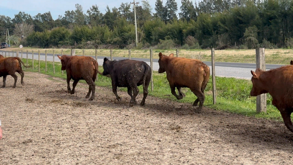 Lote 38 Vaquillonas 1 a 2 años en Sauce, Canelones