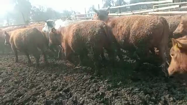 Lote 40 Novillo Gordo en Melipilla, Región Metropolitana