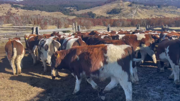 Lote 65 Ternero en Coyhaique, XI Región Aysén