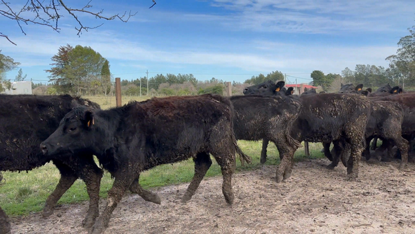 Lote 30 Vaquillonas preñadas en Sauce, Canelones