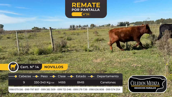 Lote 9 Novillos en Canelones