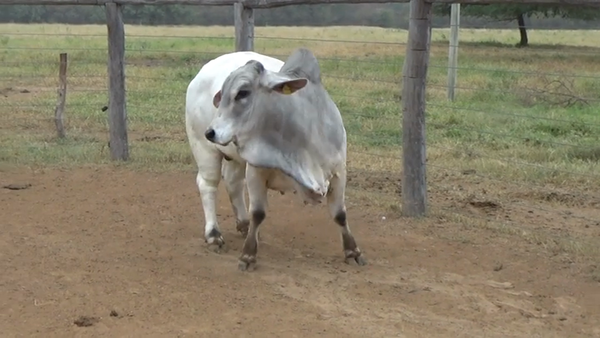 Lote TORO - BRAHMAN