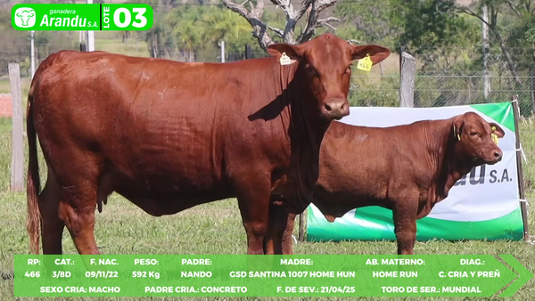 Lote LOTE 3