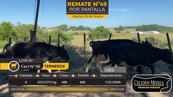 Lote 6 Terneros en Paso Antolín, Colonia