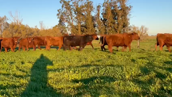 Lote 150 Vaquillonas PC preñadas en Buenos Aires, Tres Arroyos