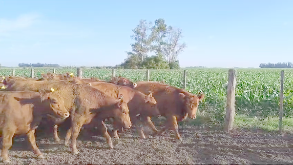 Lote 58 Vacas nuevas C/Gtia de PÑ en Gral. Belgrano