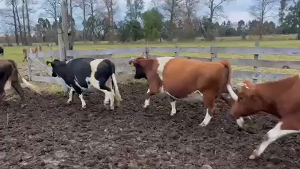 Lote 35 Vaca Gorda en Paillaco, XIV Región Los Ríos