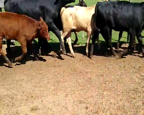 Lote 123 Terneros/as en Goya, Corrientes