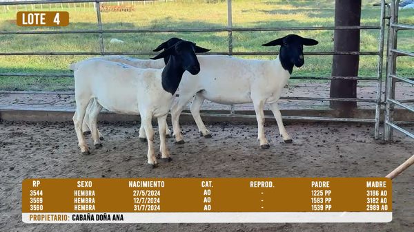 Lote LOTE 4