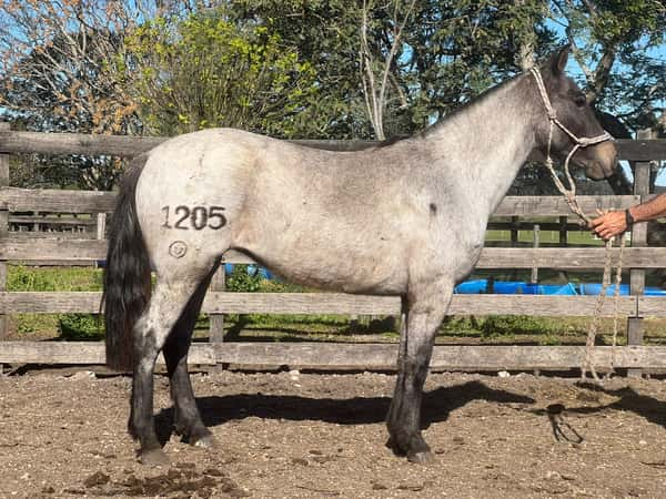 Lote ESMERALDA RUMBEADORA