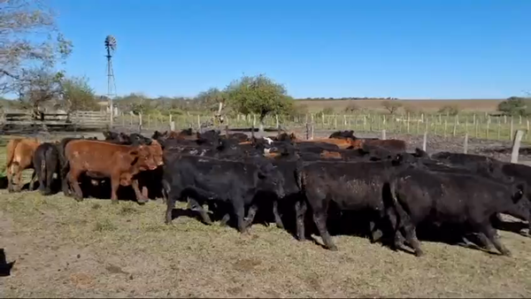 Lote 70 Terneros en Chajarí, Entre Ríos