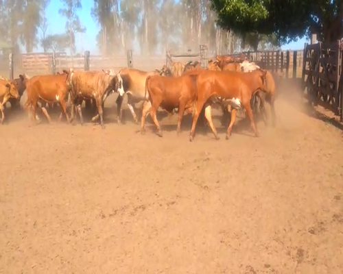 Lote 400 Terneros en Virasoro, Corrientes