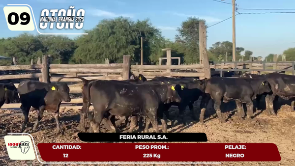 Lote LOTE 9