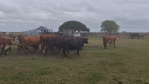 Lote 360 Piezas de cría en Costas de Ayala, Treinta y Tres