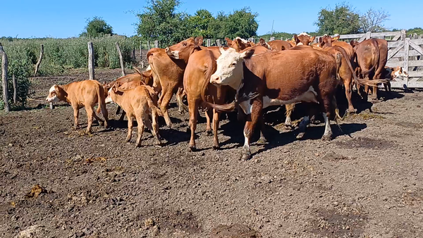 Lote 25 Vaquillonas C/ cria en Villaguay, Entre Ríos