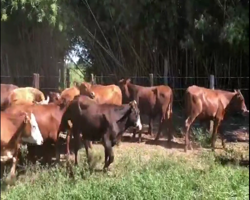 Lote 145 Terneros en Santo Tomé, Corrientes