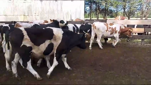 Lote 50 Novillo Engorda en Mariquina, XIV Región Los Ríos