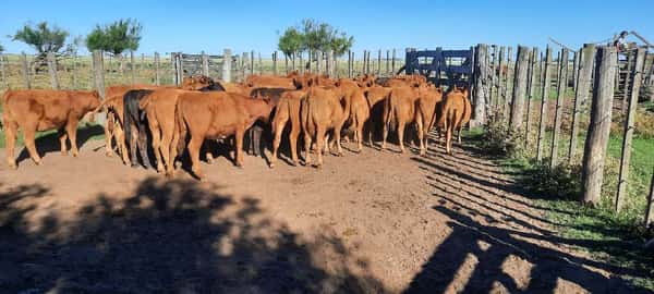 Lote 40 Terneras en Gral. Lamadrid, Buenos Aires