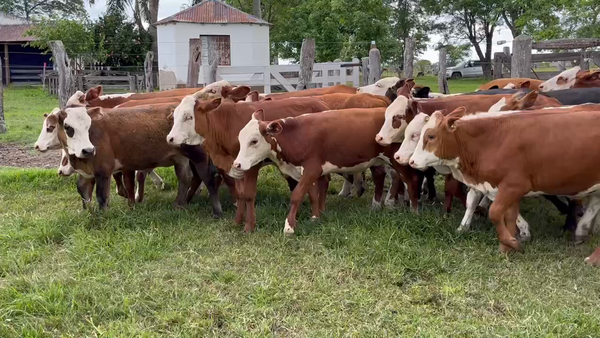 Lote 70 Terneros/as en Mercedes, Corrientes