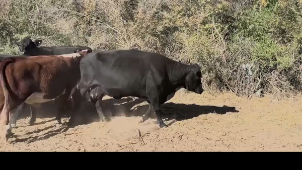 Lote 68 VACAS