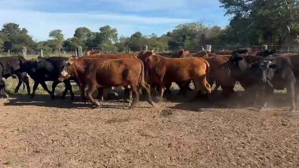 Lote 62 Novillitos en Chaco, Laguna Limpia