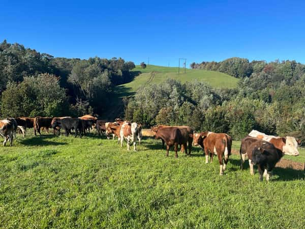 Lote 26 Ternero en Ancud, X Región Los Lagos