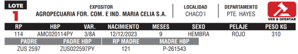 Lote LOTE 1- JUNIOR