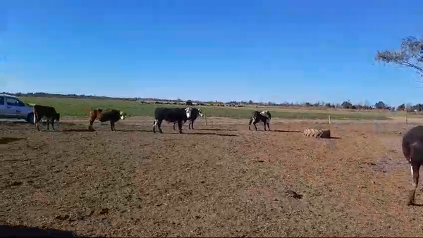 Lote 31 Novillos Braford y sus cruzas en La Criolla, Santa Fe