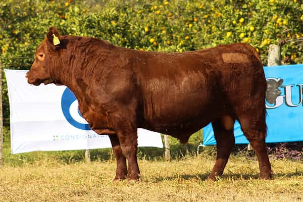 Lote CABAÑA COEMBOTÁ: RP 268