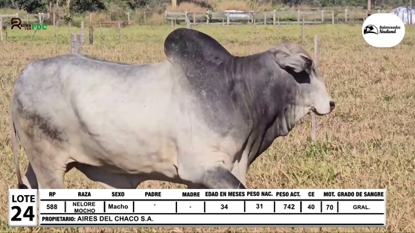 Lote Lote 24