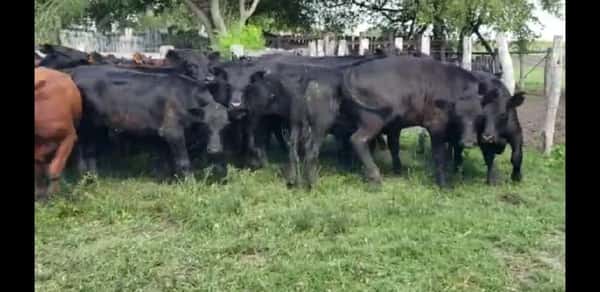 Lote 60 Terneros en Villaguay, Entre Ríos