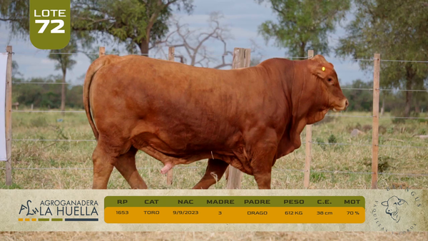 Lote LOTE 72