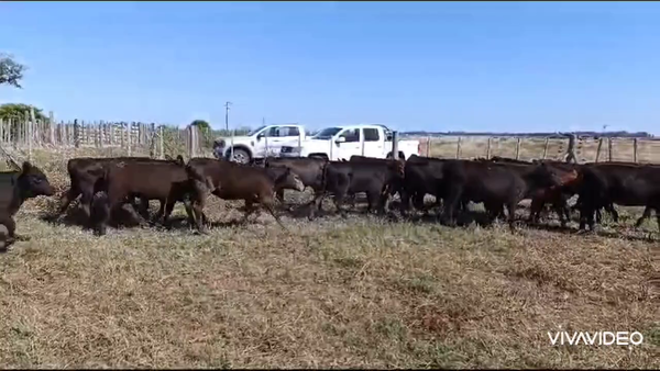 Lote 22 Terneras